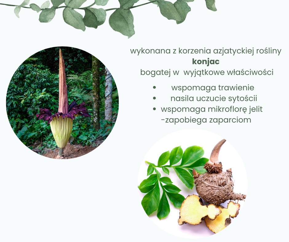 korzeń azjatyckiej rośliny